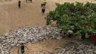 Quase 30 mil tainhas capturadas em Bombinhas