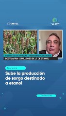 Sube la producción de sorgo destinado a etanol