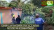 Conakry : un gros baobab chute sur la maison de l’imam de la mosquée Fayçal