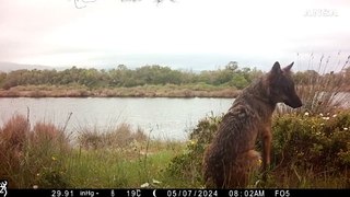 Oasi Wwf Laguna di Orbetello, un lupo immortalato da una fototrappola