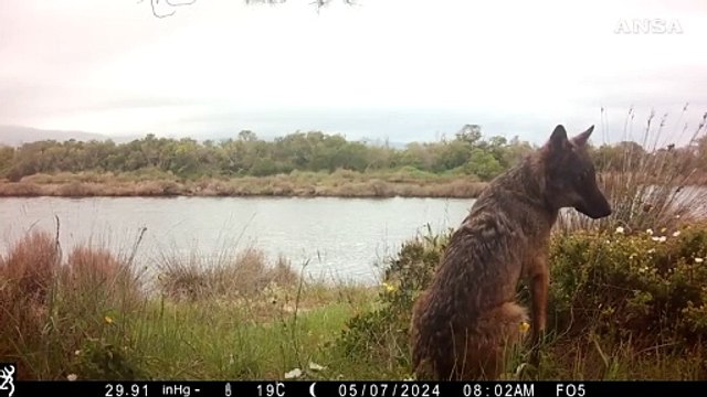 Oasi Wwf Laguna di Orbetello, un lupo immortalato da una fototrappola