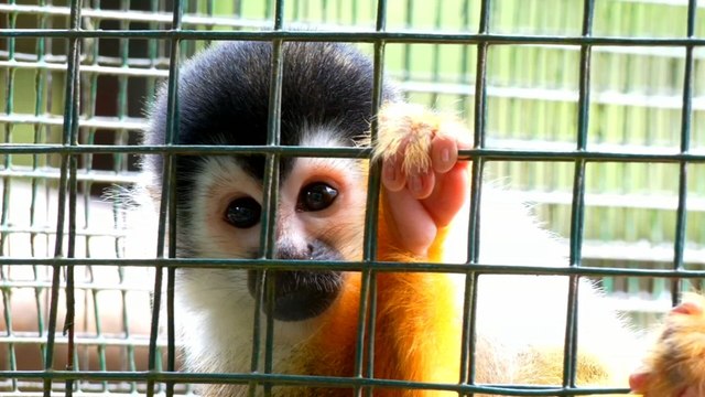 Mundo Verde: Clínica de fauna silvestre