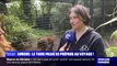Le tigre Pasaï du zoo d'Amiens s'apprête à être envoyé au Danemark pour rencontrer une femelle