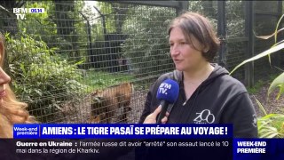 Le tigre Pasaï du zoo d'Amiens s'apprête à être envoyé au Danemark pour rencontrer une femelle