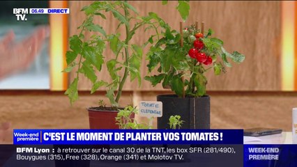 La saison pour planter ses tomates a commencé