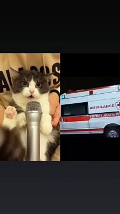 talent kitten