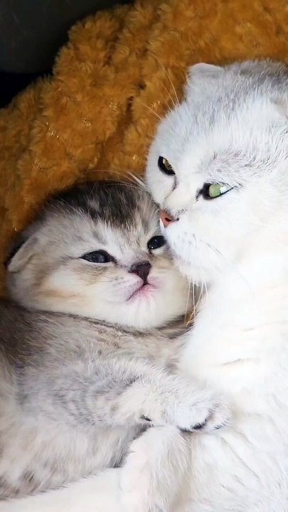 cats funny video