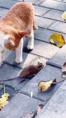 Cat Playing with Rat