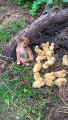 baby puppies hungry and puppies eating #dog #puppy #eating #trending #viral #happy#baby#pet