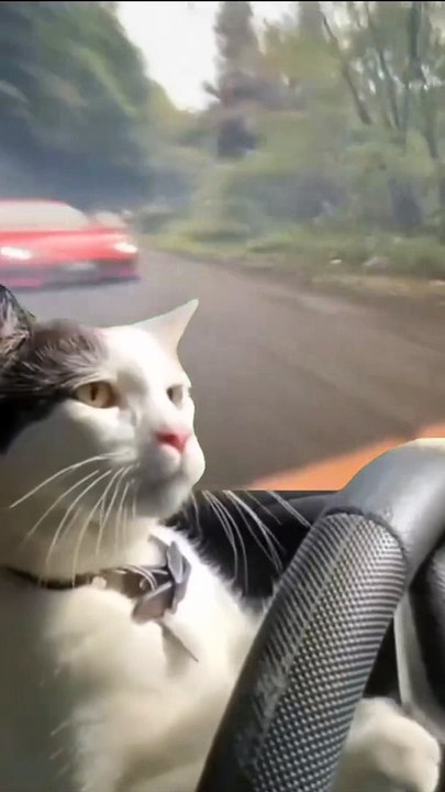 driveter cat