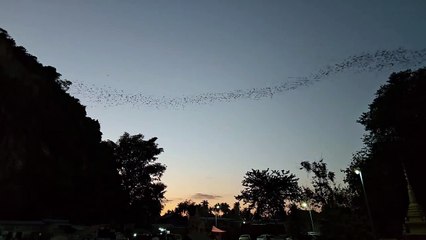 ប្រចៀវ​នៅភ្នំសំពៅ Bats in Battambang