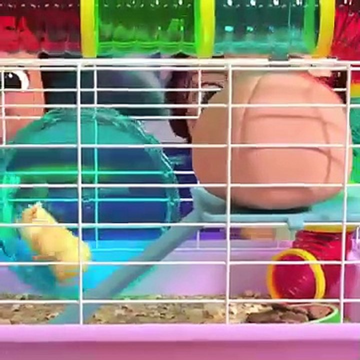 Class Pet Song  CoComelon Kids Songs & Nursery Rhymes