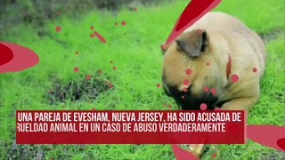 Exigen justicia contra una pareja que crió perros y los dejó morir lentamente