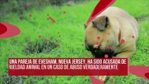 Exigen justicia contra una pareja que crió perros y los dejó morir lentamente