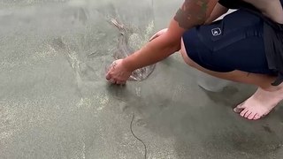Kindhearted Hero Rescues Stingray Stuck in Mud!