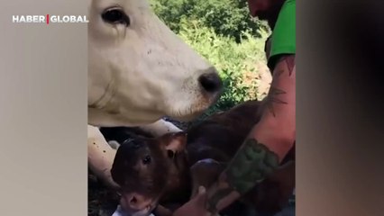 Anne inek, bebeğini doğurmasına yardım eden adama yaptıklarıyla gündem oldu