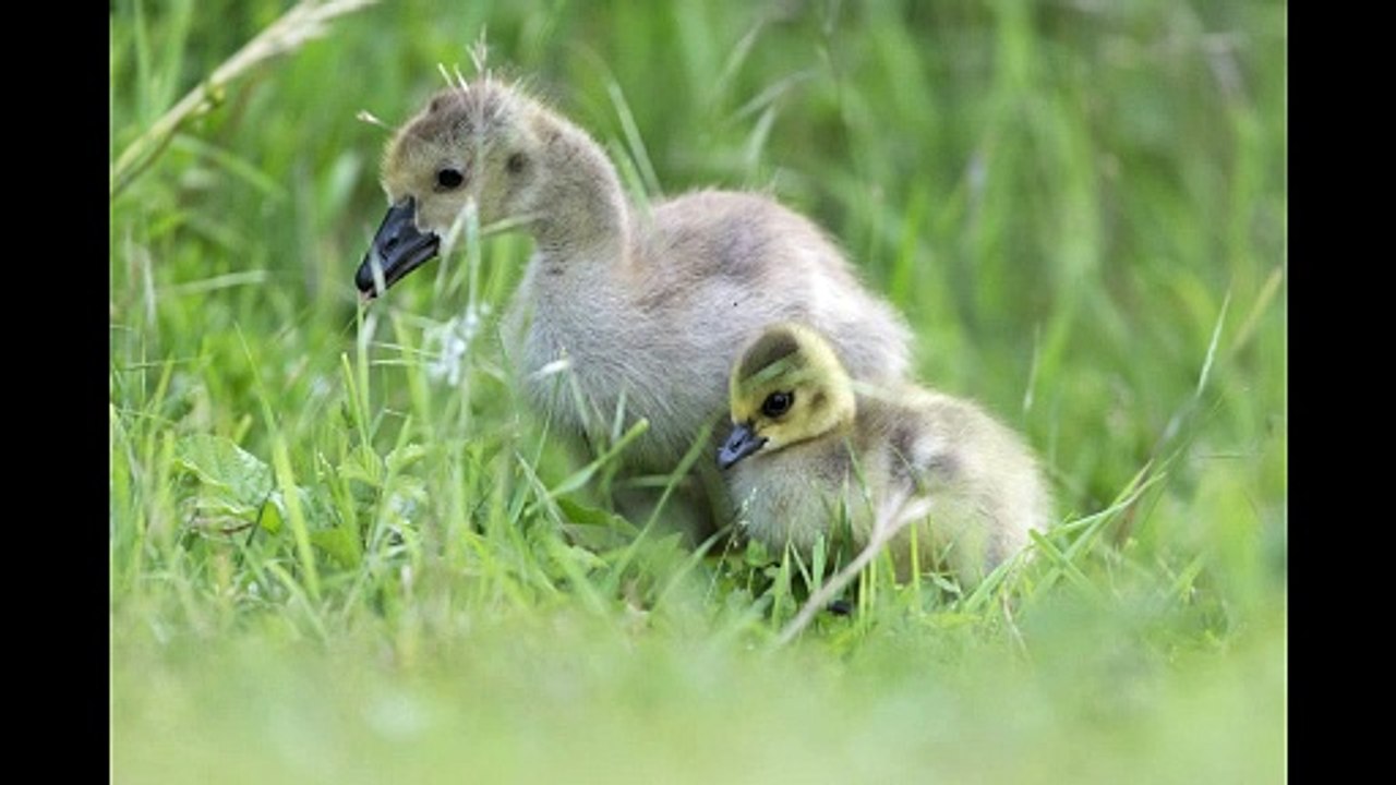 Trailer - Die ersten internationalen Bilder der extrem seltenen Purpurreiher - Eine Reise zu bedrohten Naturschätzen von sehr seltenen bis bekannten Tierarten und Landschaften in Deutschland -