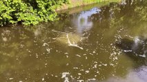 Bulgocząca woda w fosie miejskiej we Wrocławiu