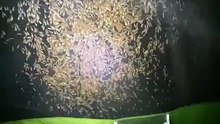 Attack of insects