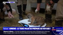 Le tigre de Sumatra, l'une des espèces les plus menacées au monde