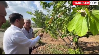 Manisa'da Dolu Hasarı: Çiftçiler Çaresiz