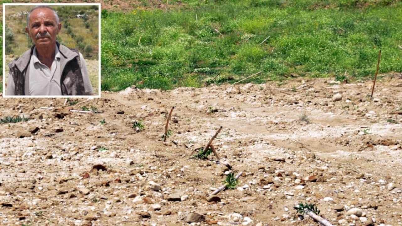 Yok böyle vicdansızlık: Yüzlerce zeytin fidanını traktörle ezdiler