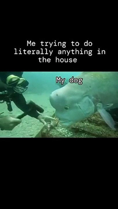 Dog_and_puppy_owners_can_relate_to_this_#puppy_#dog_#relatable_#dogshorts_#shorts
