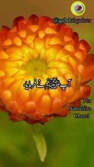 Hadees Mubarak| Short Hadees|Hadees bukhare| Sahe Hadees