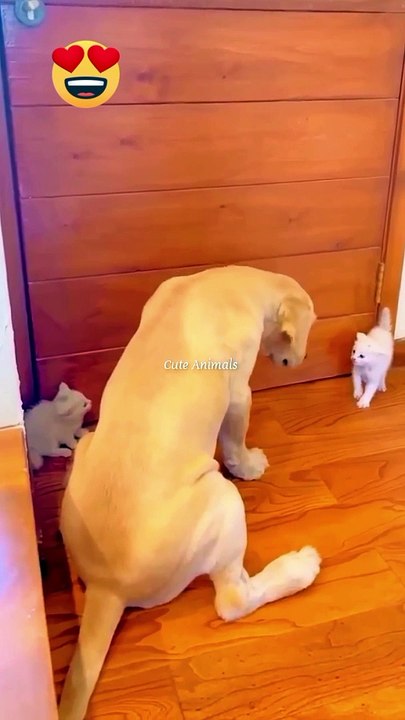 Funny animals video