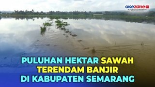 Banjir Rendam Puluhan Hektar Sawah di Kabupaten Semarang, Bibit Padi yang Baru Ditanam Terancam Mati
