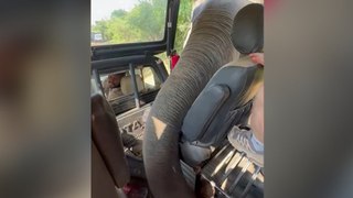 Safari-Schock: Gieriger Elefant sucht Jeep mit Rüssel ab