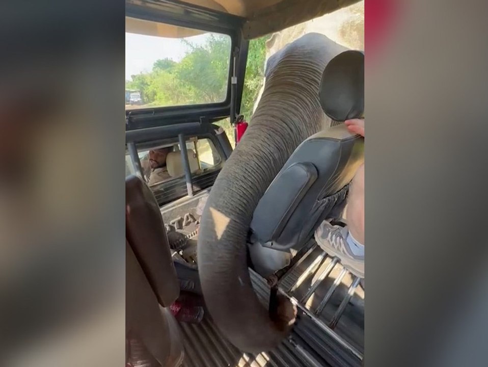 Safari-schock: gieriger elefant sucht jeep mit rüssel ab