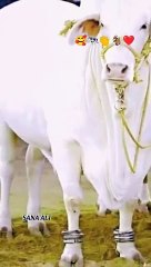 Qurbani_Qurbani__#trending_#qurban_#foryou_#viralshorts_#specialcute_#janwar(360p)