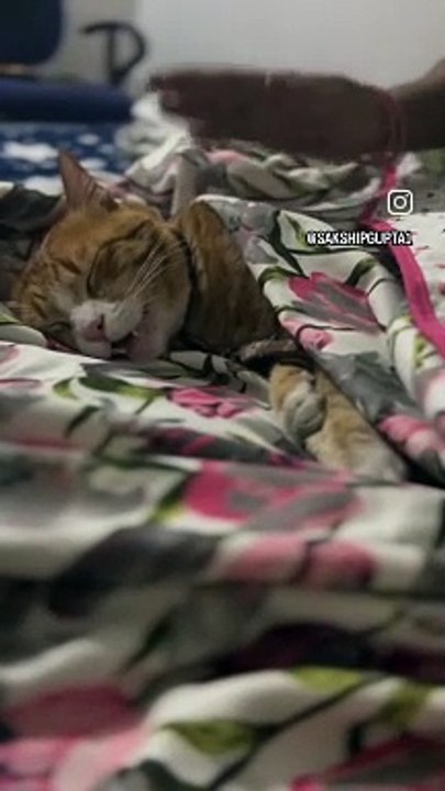 Funny cats videos