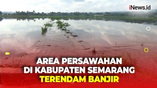 Curah Hujan Tinggi, Area Persawahan di Kabupaten Semarang Terendam Banjir