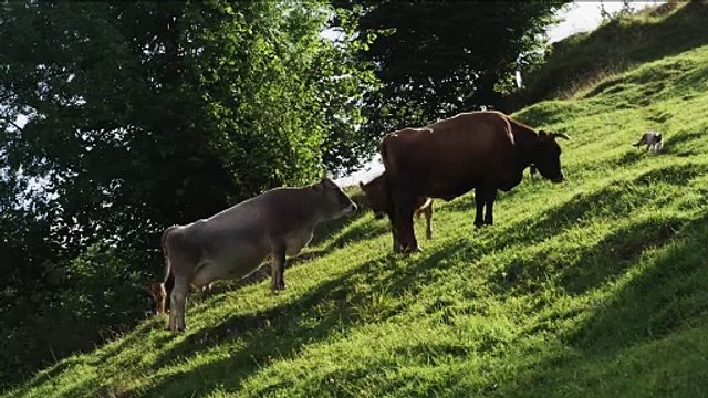 Los últimos pastores - Tráiler
