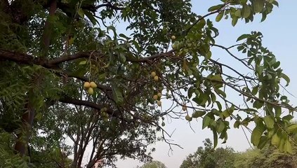 नीम के पेड़ पर लटक रहे आम