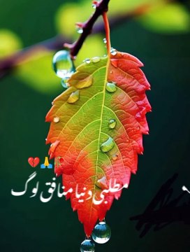 Chor vy murshid ishq dy rog matlabi dunayan munafiq log