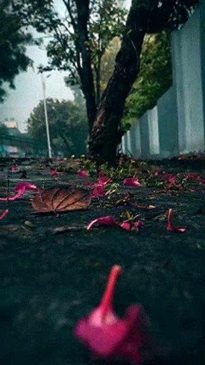 Nature vedio / Allah is the best Creator/ Islamic vedio