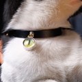 Paw-some personalization: unique jewelry pieces for beloved pets!