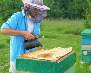 Bee-sy day on a honey factory!