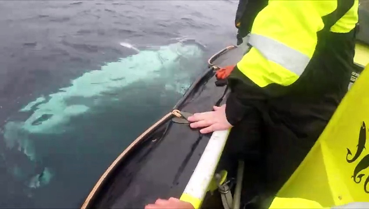 Whales That Work For The Government