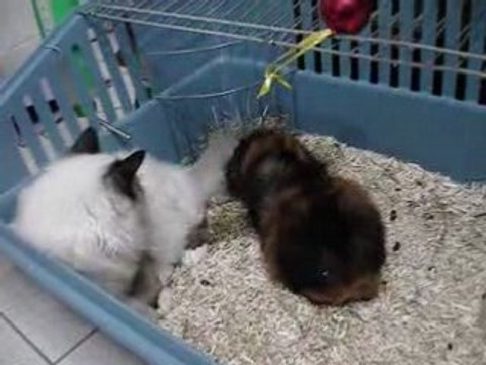 mes animaux