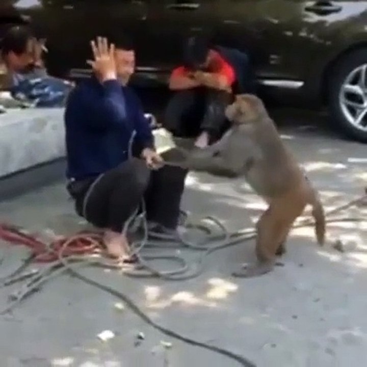 The monkey repeats  hit him