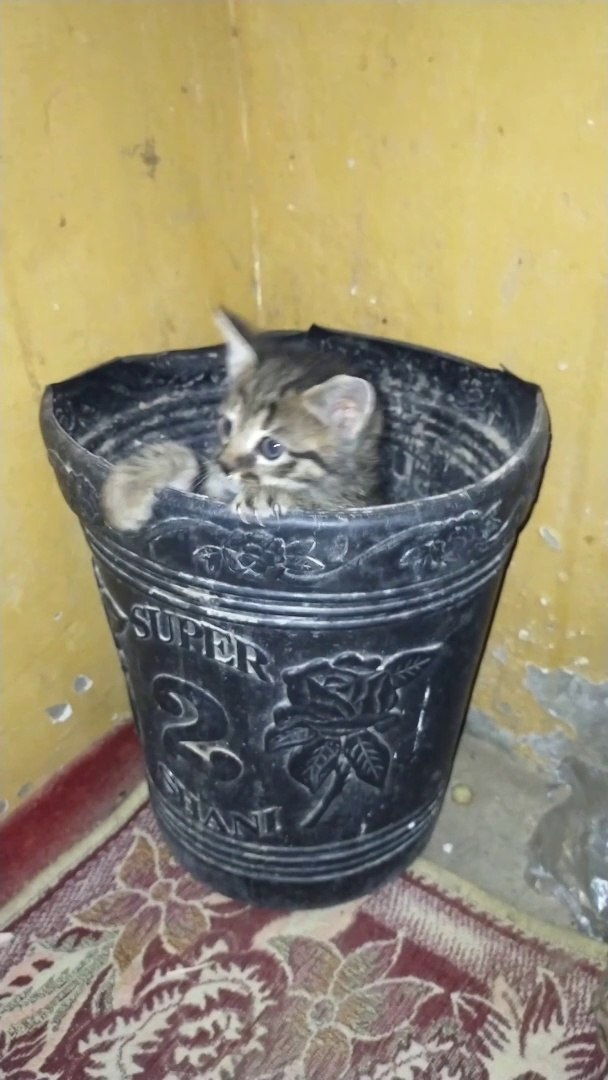 ⁣Kitten in little trouble #kitten #cat