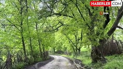 Şemdinli yeşil doğasıyla Karadeniz'i aratmıyor