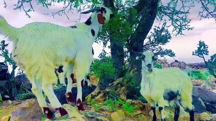 Village life beautiful Kohe suleman velly pharon ka khoub surat nazara pleez subscribe to my YouTube channel Bashir khan Bloch offical