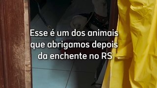 Cachorro do RS chora todas as noites até reencontro comovente com tutora; assista