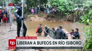 Bufeos fueron liberados en el río Isiboro, en Cochabamba