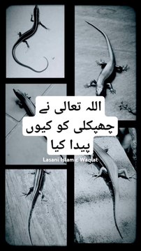 Allah tala ne chipkli ko ku paida kia _ why allah created lizard #amazingfacts#randomfacts #trending